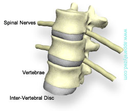 spine – Dr. Roberto Castellani, MD